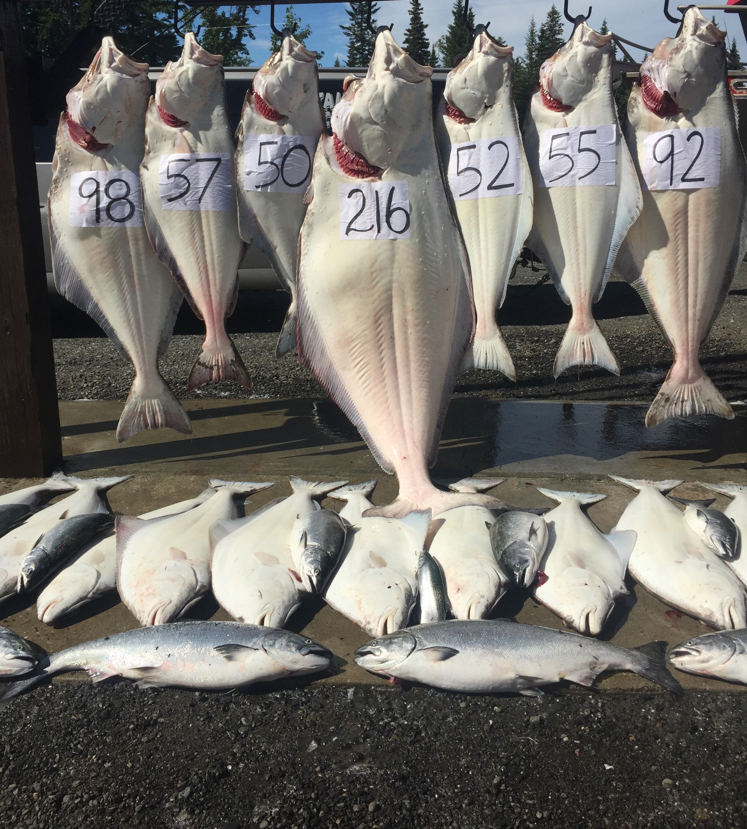 Massive halibut catch display - Captain Steve's Charters