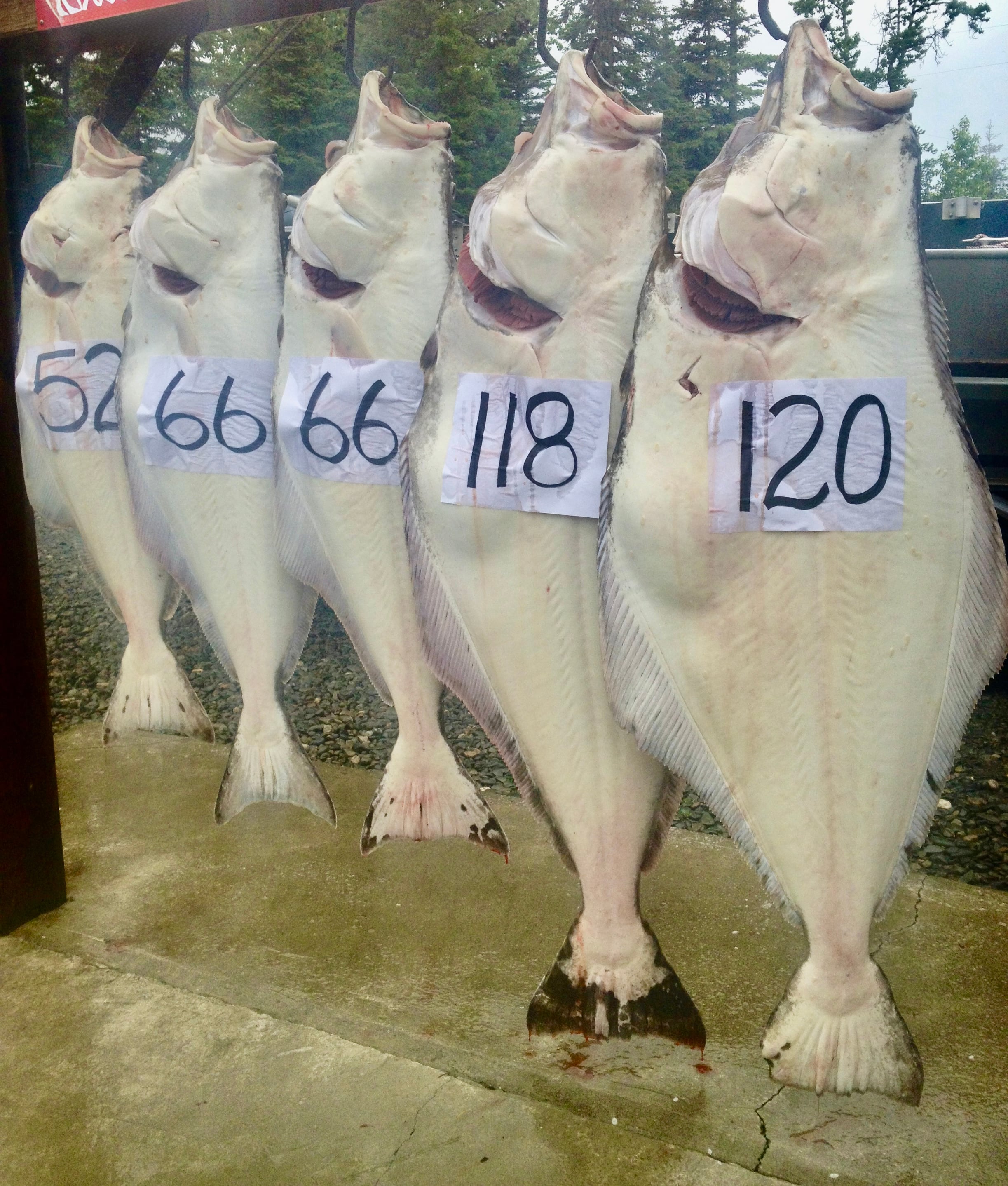 Alaska fishing catch 10