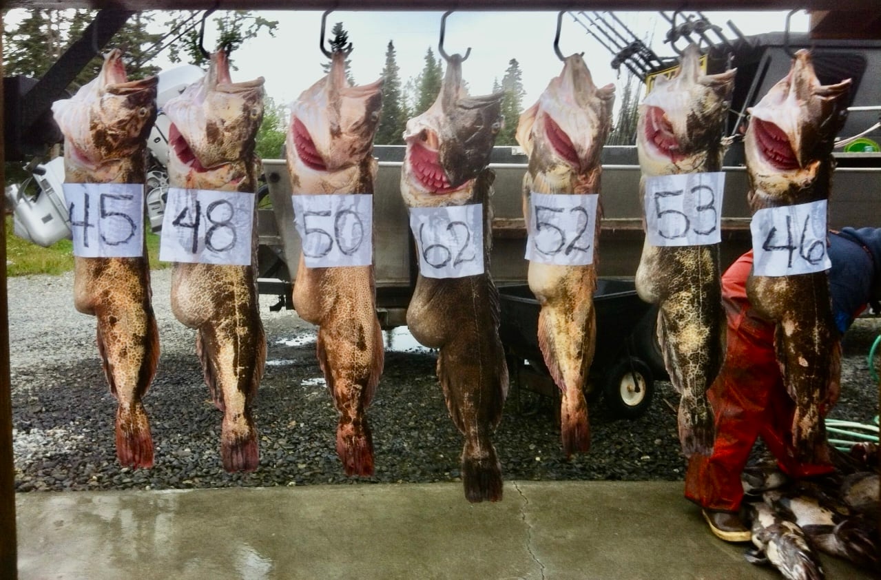 Alaska fishing catch 1